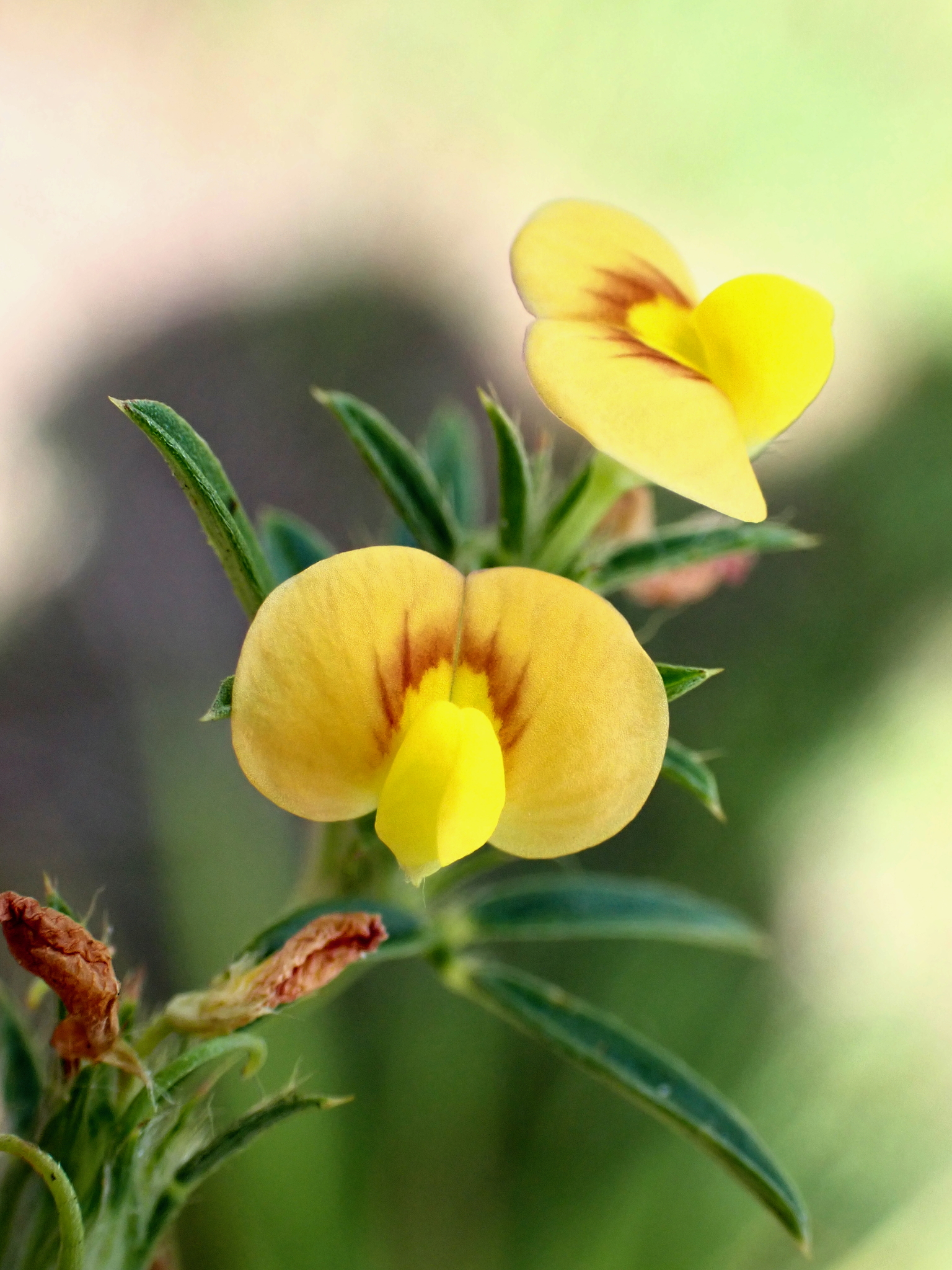 Stylosanthes hamata