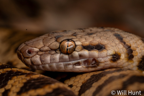 Spotted Python sighting