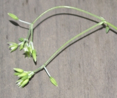 Drymaria cordata diandra