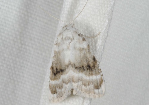 Kent Black Arches, photo 6 of 10