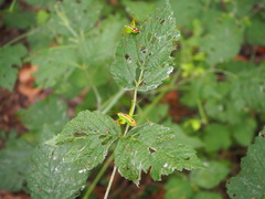 Andreiniimon nuptialis