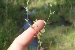 Hypericum gymnanthum