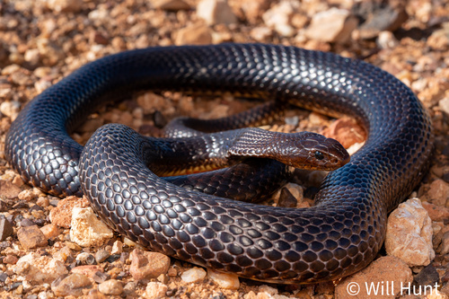Photo of a Ingram's Brown Snake (Pseudonaja ingrami)