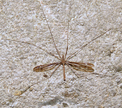 Tipula caloptera