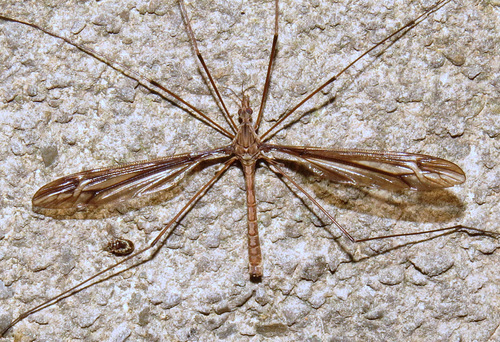 Tipula caloptera Loew, 1863