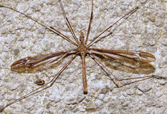 Tipula caloptera
