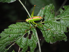 Andreiniimon nuptialis