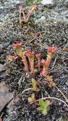 Sedum tenellum