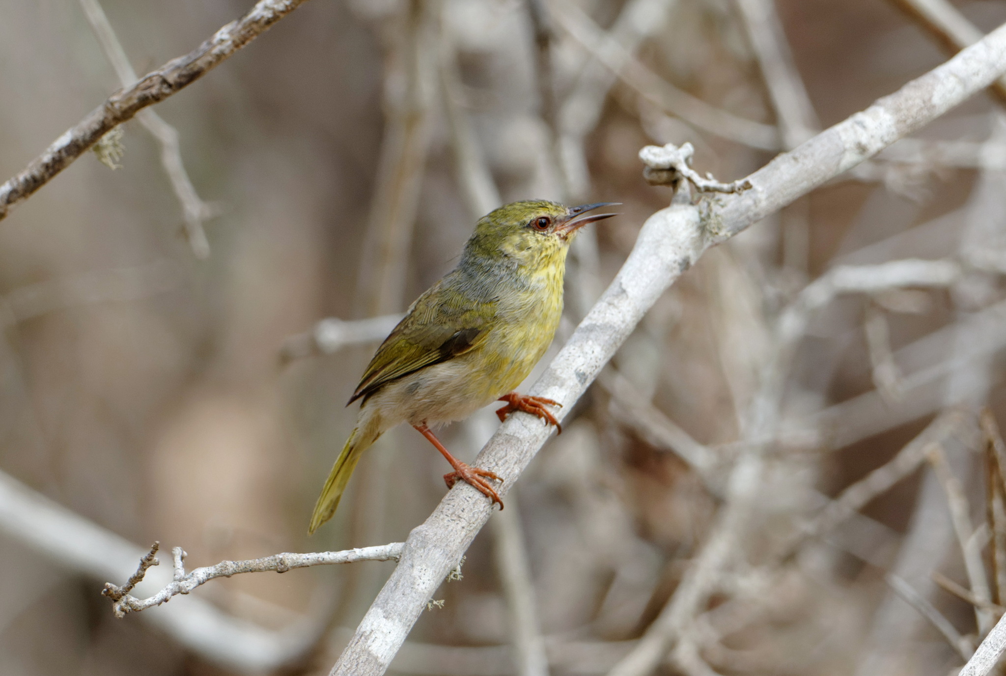 Stripe-throated Jery (Neomixis striatigula), photo 1