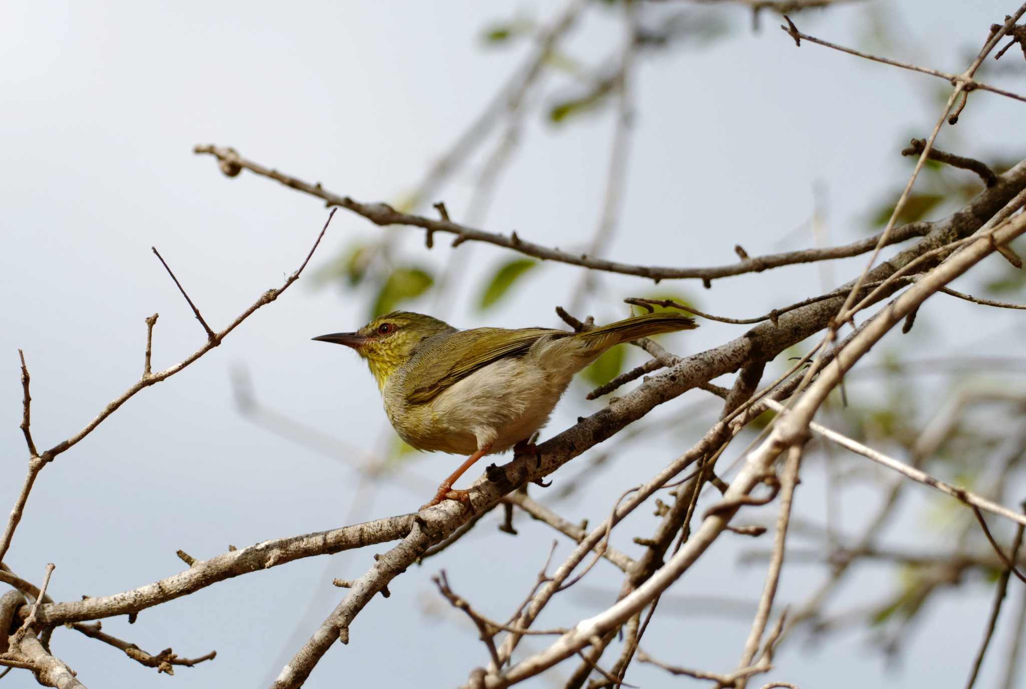 Stripe-throated Jery (Neomixis striatigula), photo 2