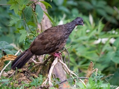 Andean Guan photo 5