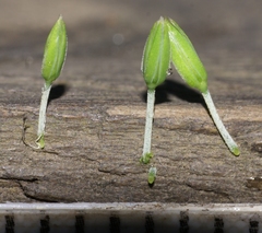 Drymaria cordata diandra