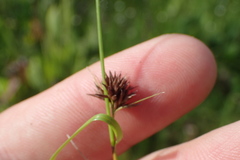 Rhynchospora capitellata