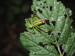 Andreiniimon nuptialis