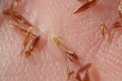 Rhynchospora capitellata