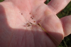 Rhynchospora gracilenta