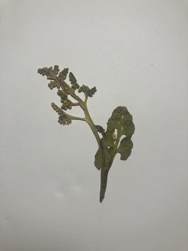 Image of Botrychium neolunaria by (c) Jake OFlaherty, some rights reserved (CC BY)