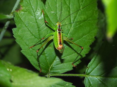 Andreiniimon nuptialis
