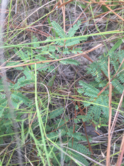 Mimosa microphylla