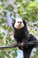 Callithrix geoffroyi