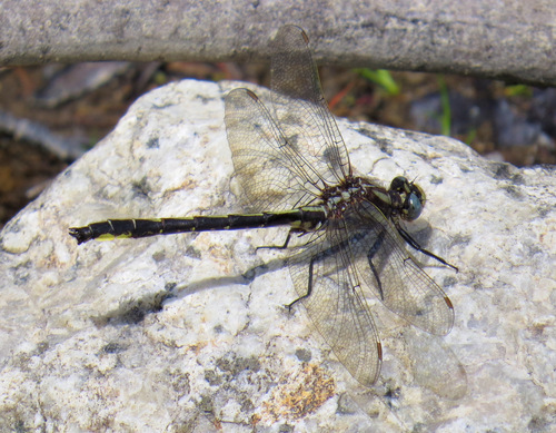 Beaverpond Clubtail photo 5