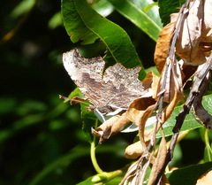 Polygonia oreas