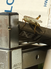 Melanoplus differentialis