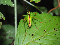 Andreiniimon nuptialis