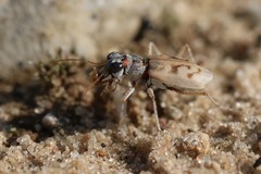 Ellipsoptera lepida