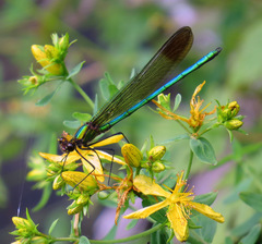Calopteryx amata