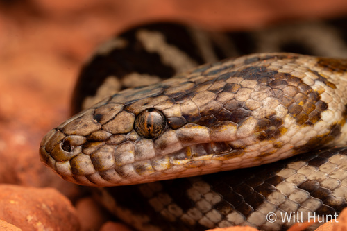 Cape York Spotted Python sighting