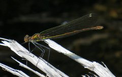 Calopteryx amata