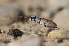 Ellipsoptera lepida