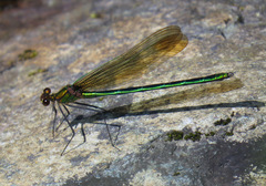 Calopteryx amata