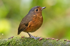 Slaty-Crowned Antpitta photo 1