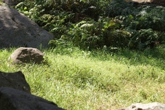 Drymaria cordata diandra