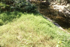 Drymaria cordata diandra