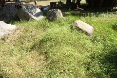 Drymaria cordata diandra