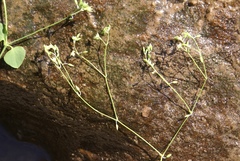 Drymaria cordata diandra