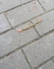 Scolopendra mutilans