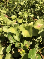 Senecio helminthioides