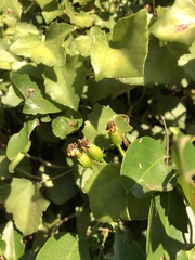 Senecio helminthioides