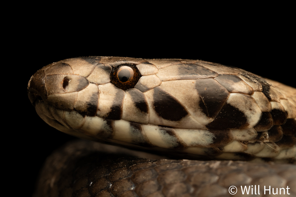 Pale-headed Snake from Lake Broadwater Conservation Park, Nandi, QLD ...