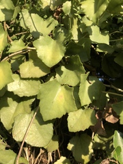 Senecio helminthioides