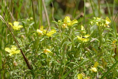 Oenothera serrulata