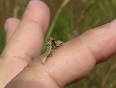 Lepidoptera
