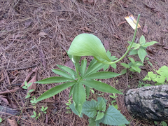 Arisaema tortuosum