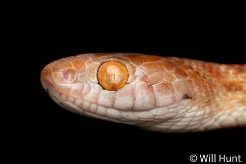 Brown Tree Snake sighting