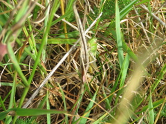 Pseudochorthippus parallelus