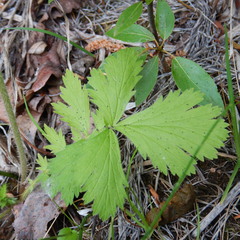Geum macrophyllum perincisum